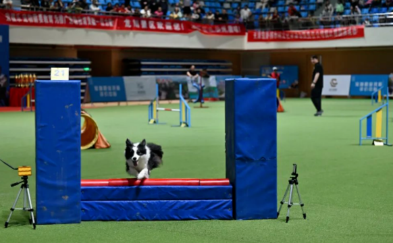 宠爱王国2025年CKUWDC敏捷犬赛暨FCI国际敏捷犬世界杯预选赛及研讨会报名通知