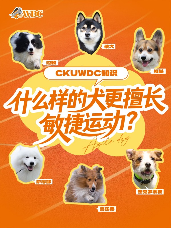 什么样的狗狗更擅长敏捷运动？